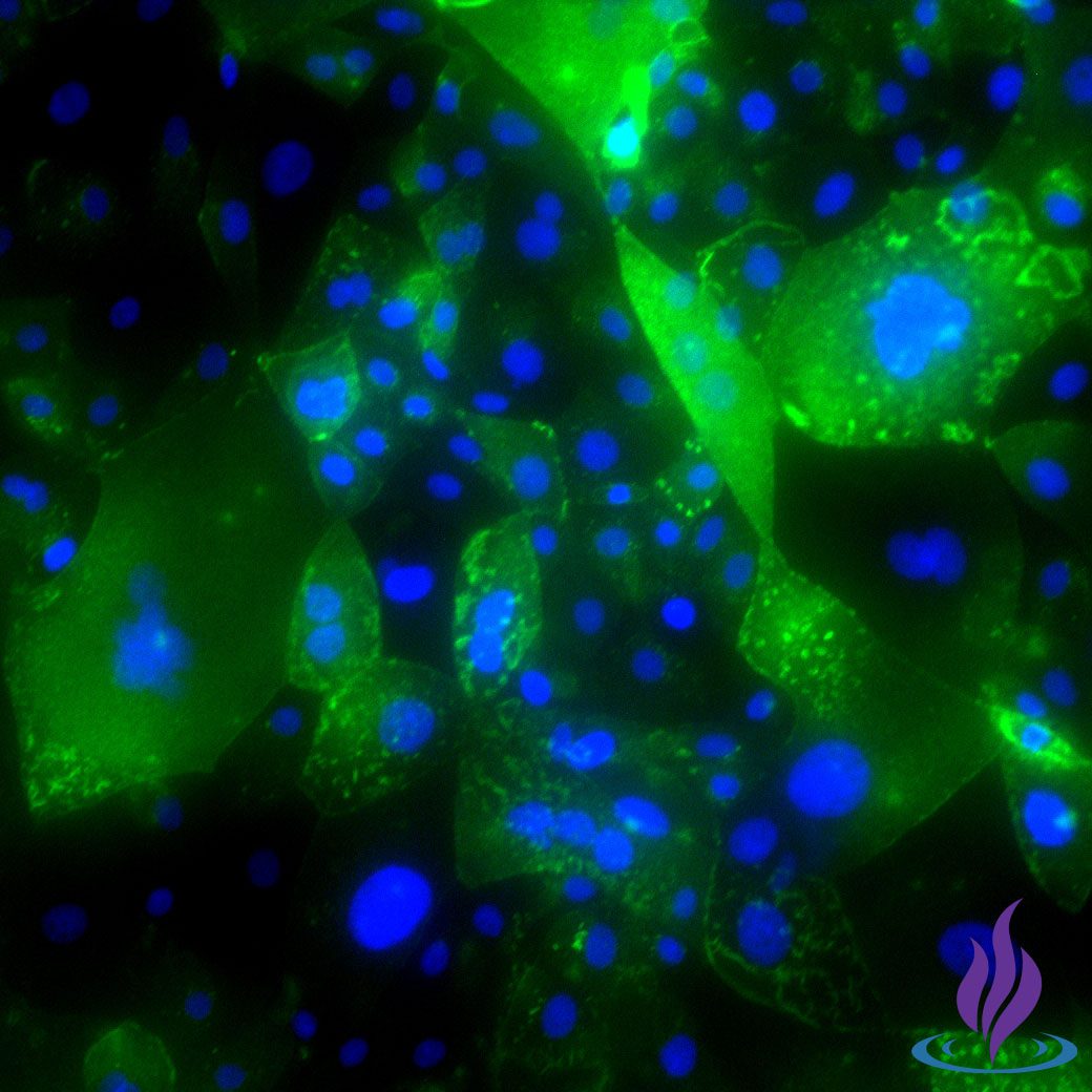 egfr DAPI term cytotrophoblasts