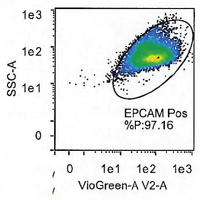 Human Keratinocyte EPCAM expression