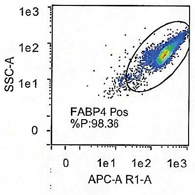 Human Dermal Adiopcytes, DAdOPRO2™ - Image 2