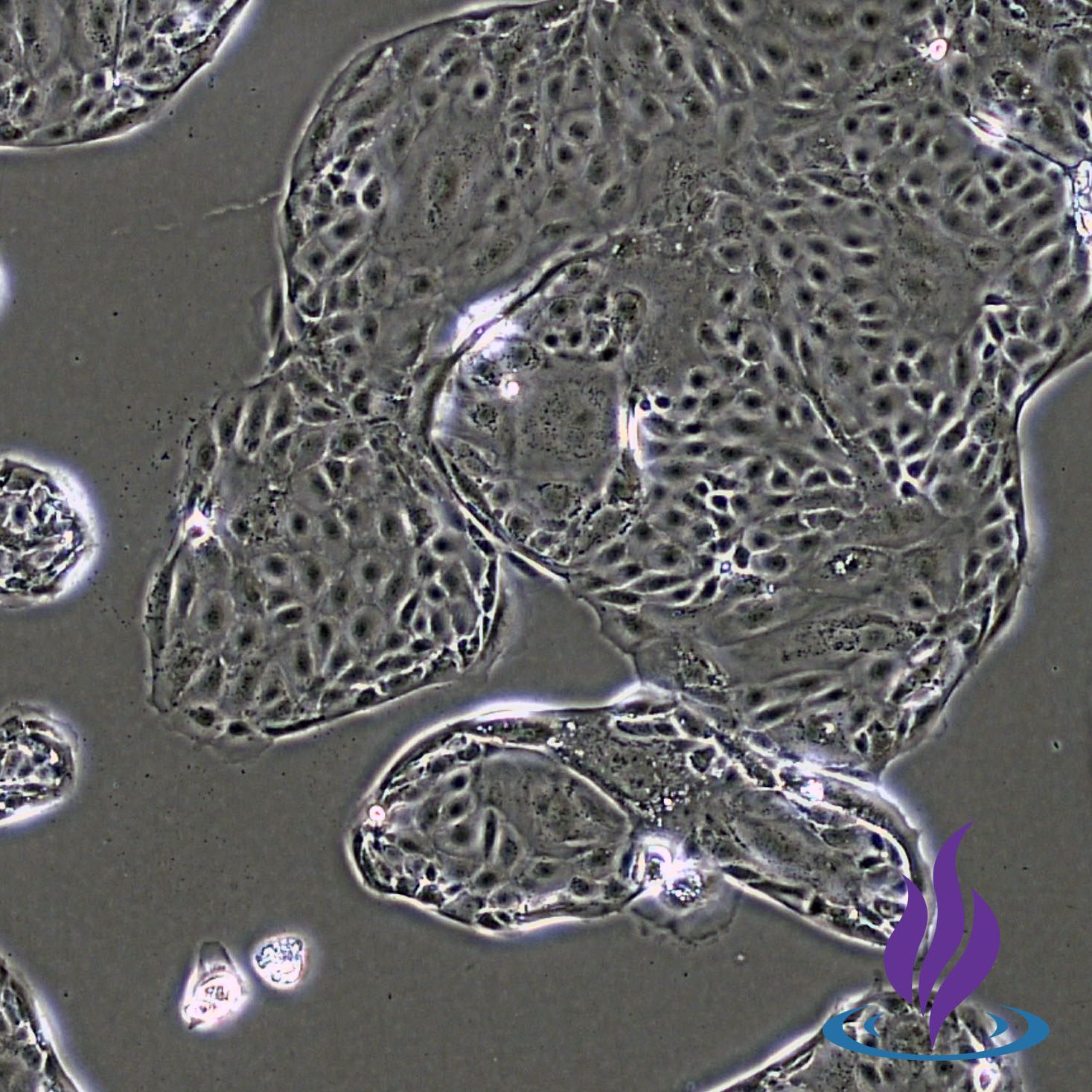 Cytotrophoblasts, CTBPRO2® - Image 2