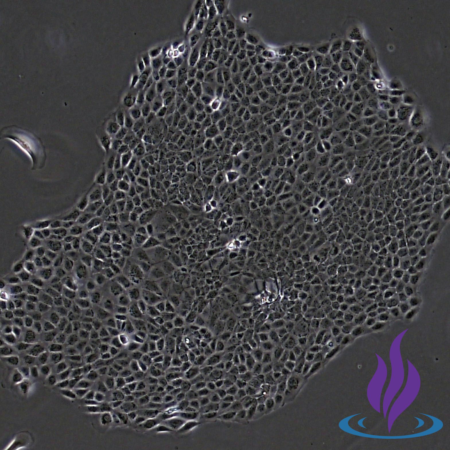 TERM CYTOTROPHOBLASTS